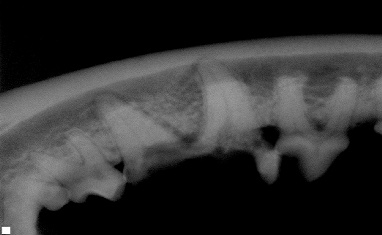Placeholder Picture